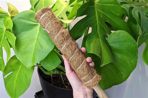 how to stake my monstera